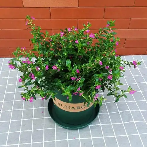 客厅插花及旺宅招财花卉该如何选择！