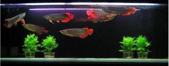 鱼缸旺财摆放全攻略-易德轩吉祥网