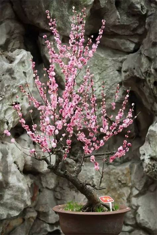 卧室风水怎样去除烂桃花-易德轩吉祥网