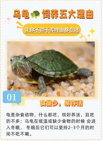 乌龟镇宅化煞，但这类人千万不能养！-易德轩吉祥网