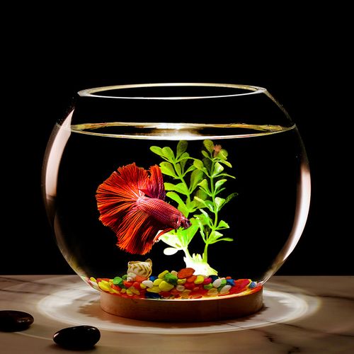 养鱼技巧:提升家庭财运的艺术! 养鱼技巧:提升家庭财运的艺术!