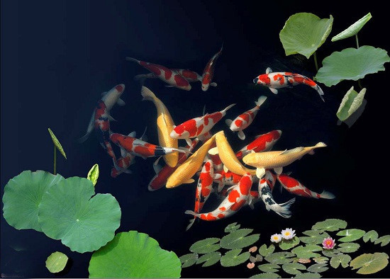 五种摆件 最好在家只摆一件适合自己的