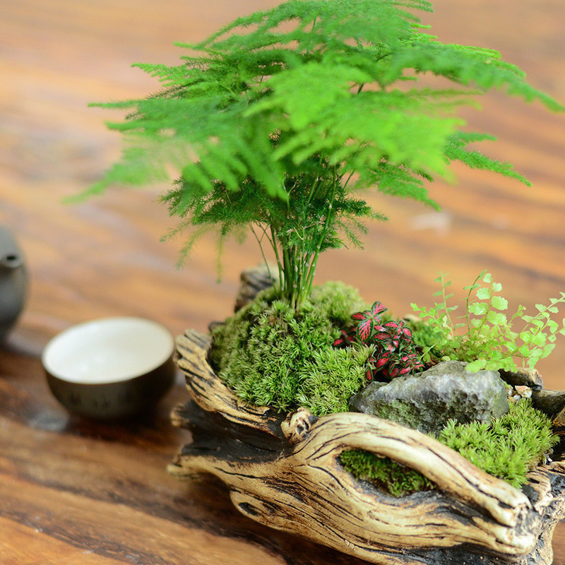 文竹放在哪里风水好？