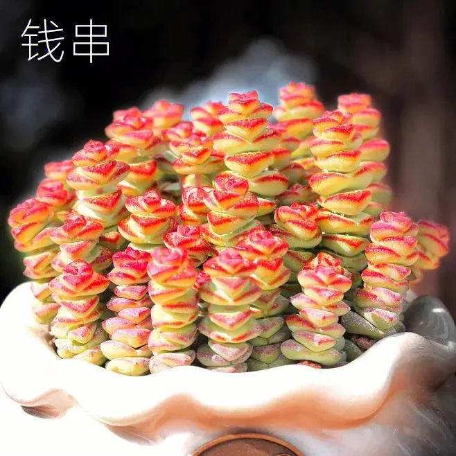 进门看到什么植物摆件好 招财纳福保平安？