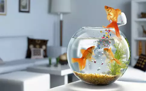 养鱼养几条好?风水上的最佳数量