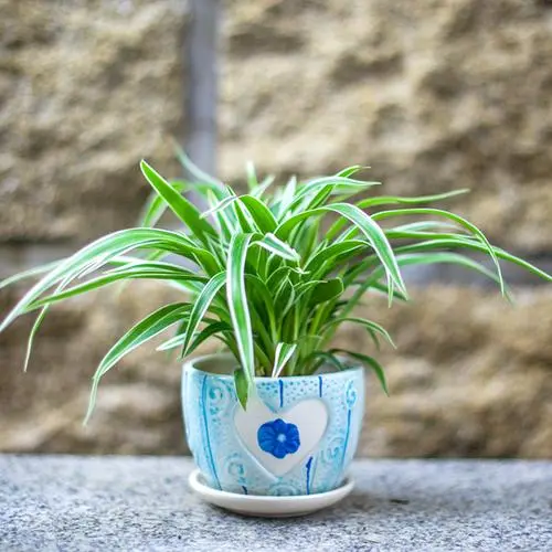 花开寓意美好 风水吉祥为家带来好运！