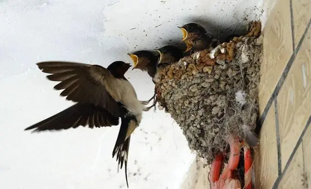 老辈人常说：这些动物进家，竟是吉凶预兆？