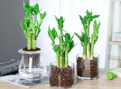 富贵竹应该买几支?如何旺文昌、催桃花、旺财运 富贵竹应该买几支?如何旺文昌、催桃花、旺财运