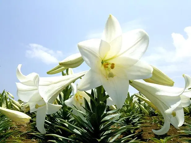 2026新春：吸引幸运与你同行的秘诀！