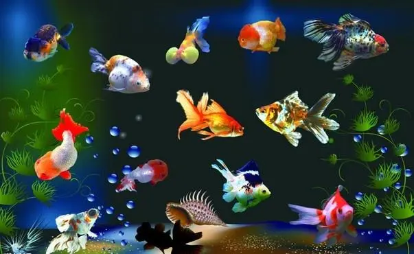 很多人为什么都喜欢养鱼？不仅仅是好看，还招财！