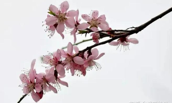 关于情劫桃花劫的辩识和化解-易德轩吉祥网