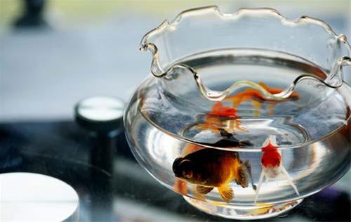 10只鱼旺财吗? 养鱼催财旺运重要 ! 10只鱼旺财吗? 养鱼催财旺运重要 !