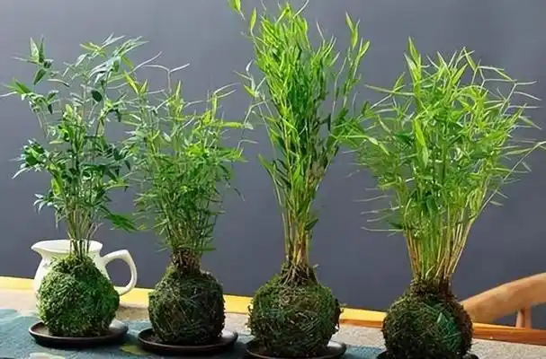 带来不良风水的家居植物