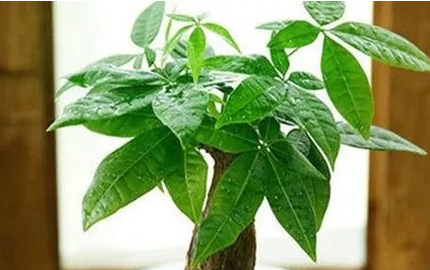客厅摆放旺财植物
