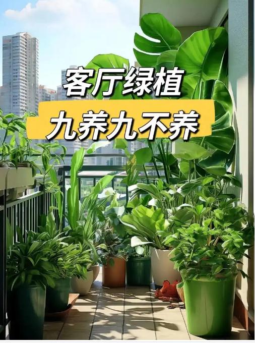 客厅室内植物风水的讲究有哪些？-易德轩吉祥网