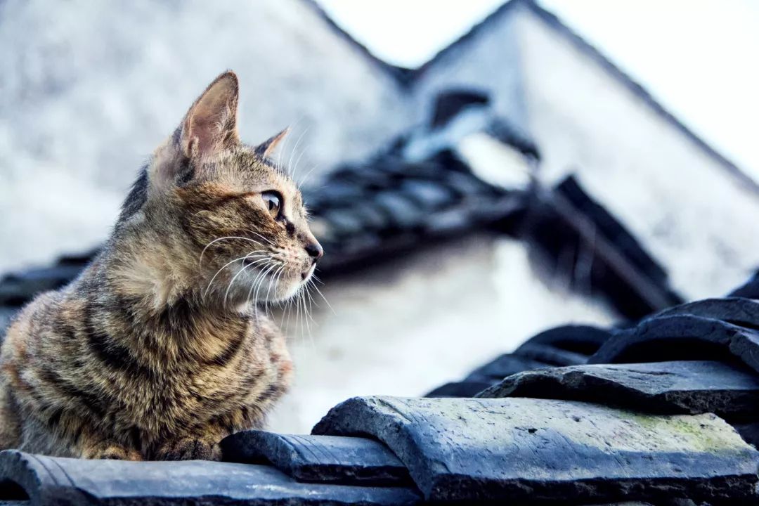 家居宠物养护指南:猫狗养护的宜忌之道 家居宠物养护指南:猫狗养护的宜忌之道