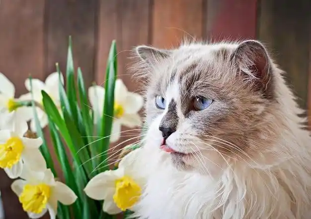 家居养宠物猫有什么需要注意的？